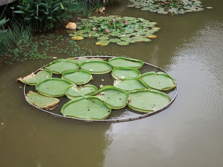 Shenzhen Botanical Gardens