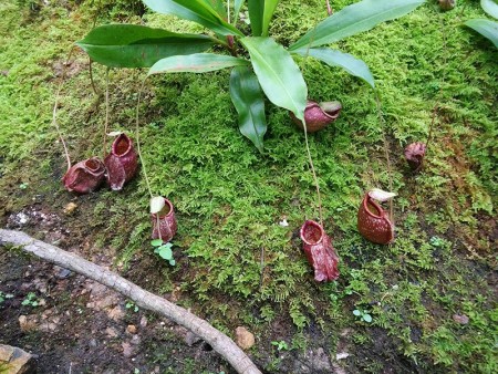 Shenzhen Botanical Gardens