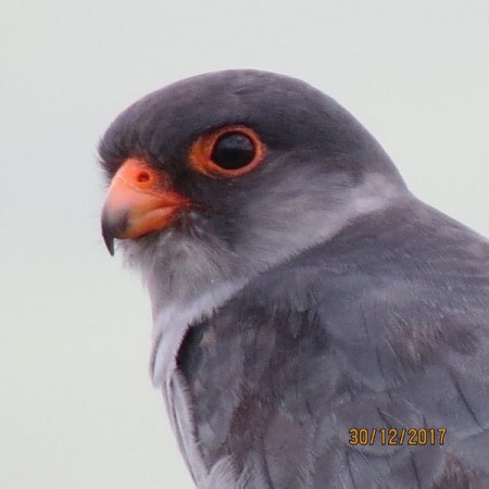 Amur Falcon.jpg