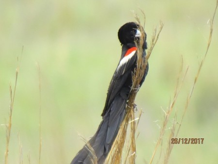 Long-tailed Widowbird.jpg