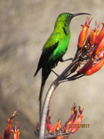 Malachite Sunbird.jpg