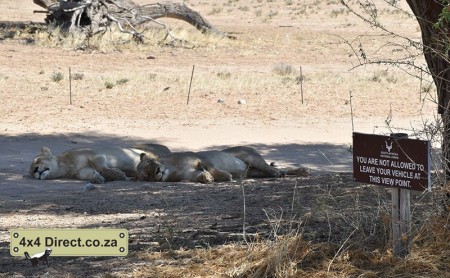 Kgalagadi 2018