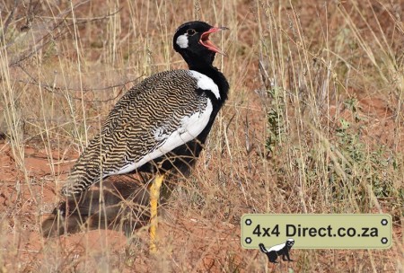 Kgalagadi 2018