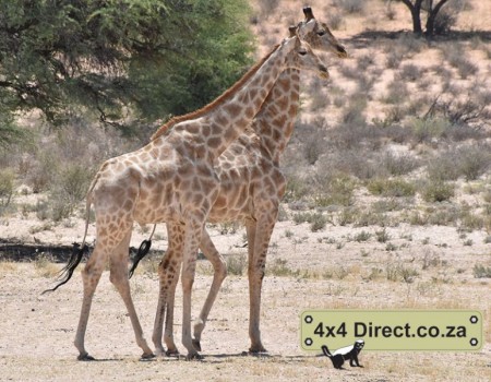 Kgalagadi 2018