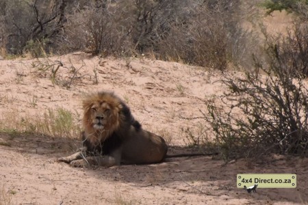 Kgalagadi 2018