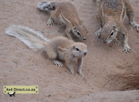 Kgalagadi 2018