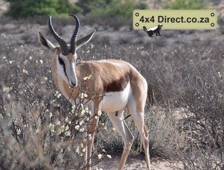 Kgalagadi 2018