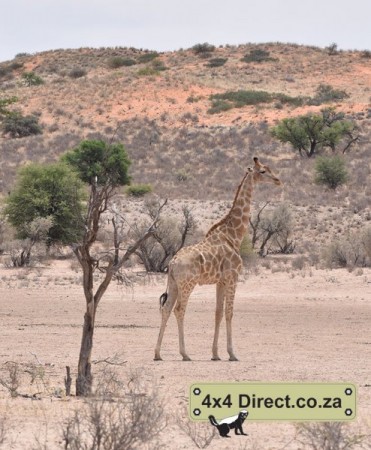 Kgalagadi 2018