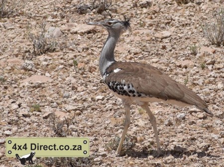 Kgalagadi 2018