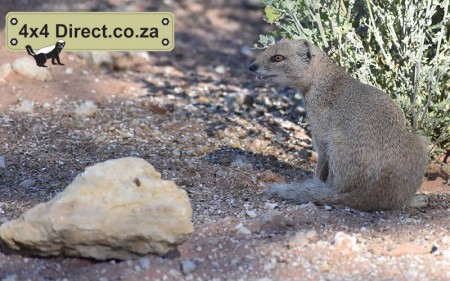 Kgalagadi 2018