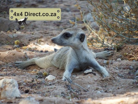 Kgalagadi 2018