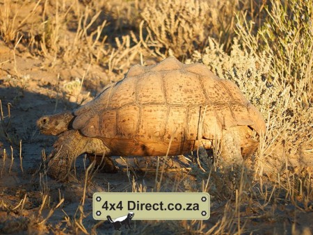 Kgalagadi 2018