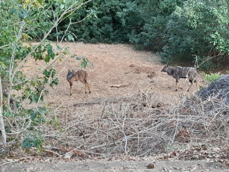 007 Nyalas at Pafuri.jpg