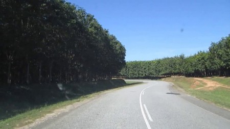 004 Rubber plantation on the wat to Nkhata Bay.jpg