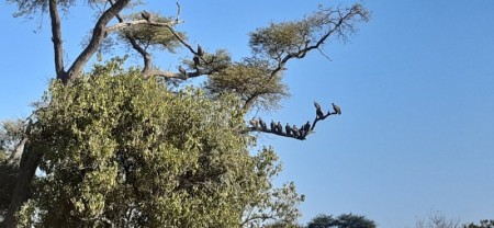 003 Vultures on Hunters Road.jpg